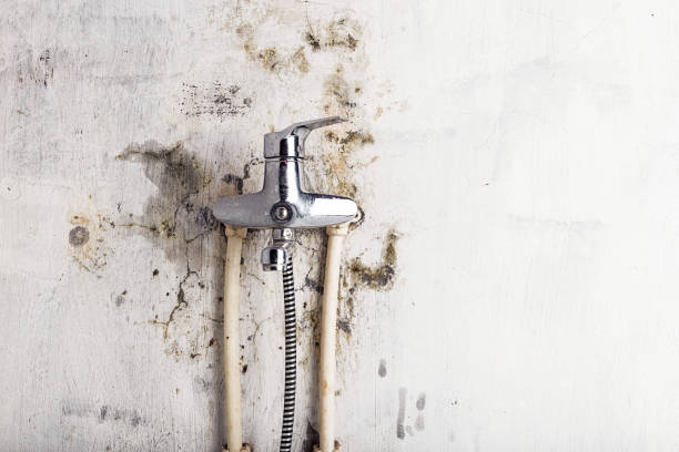 Reliable Mount Vernon, VA Mold Removal Solutions