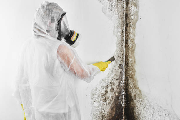 Best Attic Mold Removal  in Mount Vernon, VA