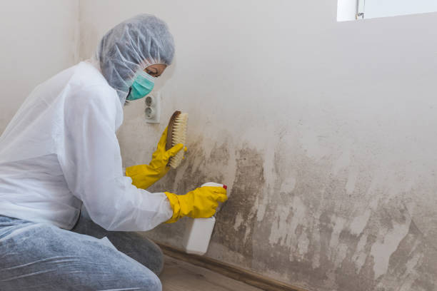 Best Mold Removal Company Near Me  in Mount Vernon, VA