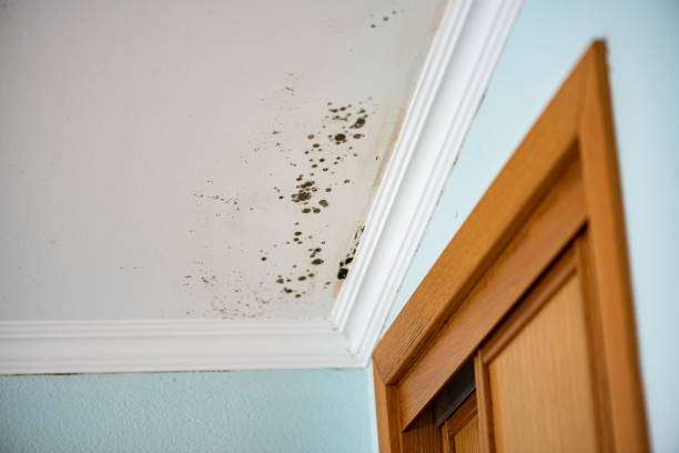 Best Water Damage Restoration  in Mount Vernon, VA
