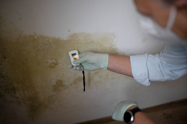 Best Residential Mold Removal  in Mount Vernon, VA