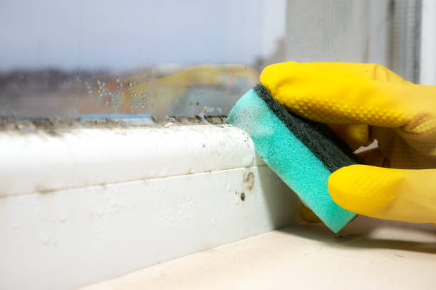 Best Mold Removal Near Me  in Mount Vernon, VA