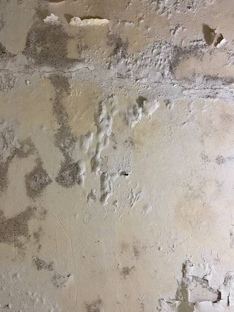 Attic Mold Removal in Mount Vernon, VA