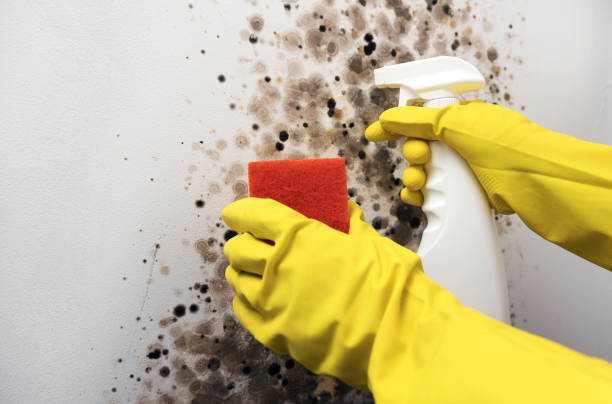 Best Office Mold Removal Services  in Mount Vernon, VA