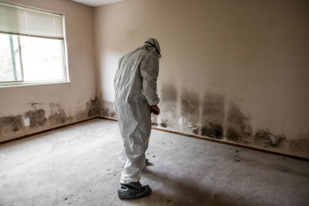 Best Crawl Space Mold Removal  in Mount Vernon, VA