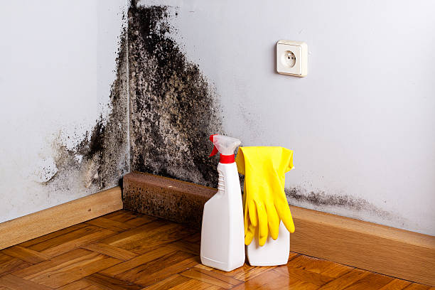 Best Emergency Mold Removal  in Mount Vernon, VA