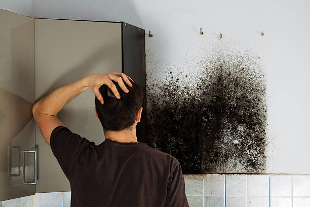 Best Same-Day Mold Removal  in Mount Vernon, VA