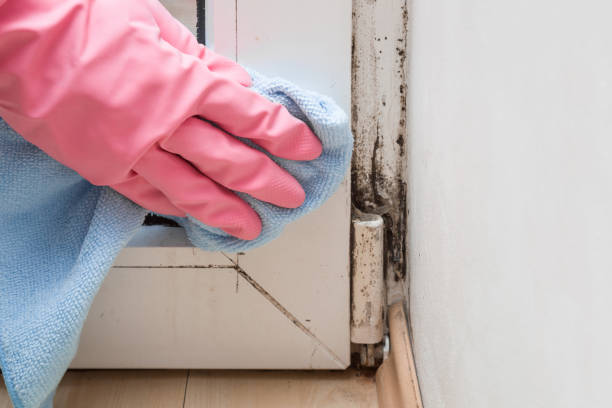 Best Crawl Space Mold Removal  in Mount Vernon, VA