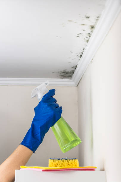 Best Black Mold Removal  in Mount Vernon, VA